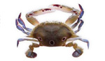 3-spotcrab 3-spotcrab
