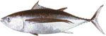 Albacore-Tuna Albacore-Tuna