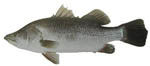 Barrafish Barrafish