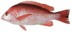 Red_Snapper Red_Snapper