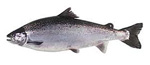 atlanticSalmon atlanticSalmon
