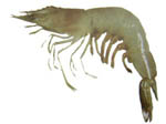 banana_prawn banana_prawn