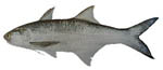 blue_threadfin blue_threadfin