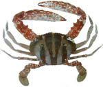 coral_crab coral_crab
