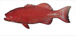 coral_trout coral_trout