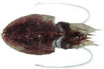 cuttlefish cuttlefish