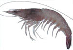 endeavourprawn endeavourprawn