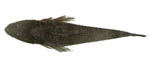 flathead_dusky flathead_dusky