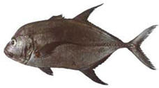 flavou1 flavou1
