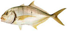 flavou2 flavou2
