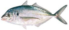 flavou3 flavou3