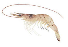 flavou7 flavou7