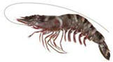 flavou8 flavou8