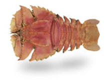 flavou9 flavou9