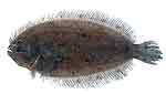 flounder flounder