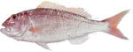 gold_band_snapper gold_band_snapper