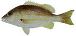 grunter grunter