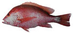 jew_redbass jew_redbass