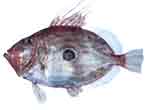 john_dory john_dory