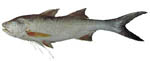 king_salmon king_salmon