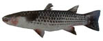 lgscale_mullet lgscale_mullet