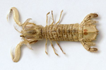 mantis-shrimp2 mantis-shrimp2