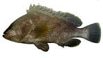 maori_rockcod maori_rockcod