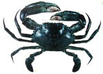 mud_crab mud_crab