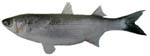 mullet_sea mullet_sea