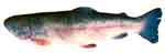 ocean_trout ocean_trout
