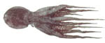 octopus octopus