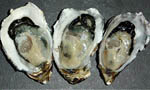 pacific_oyster pacific_oyster