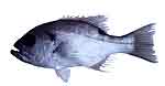 pearl_perch pearl_perch