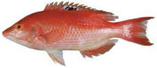 pigfish pigfish