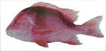 red_emperor red_emperor