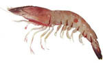 red_spot_king red_spot_king