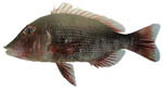 redthroat_emperor redthroat_emperor