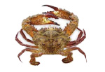 rockcrab rockcrab