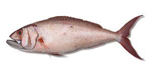 rusty-jobfish rusty-jobfish