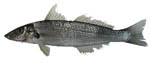 sand_whiting sand_whiting
