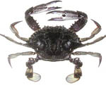 sandcrab sandcrab