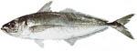 school_mackerel school_mackerel
