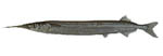 sea_garfish sea_garfish