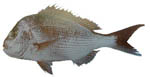 snapper snapper