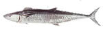 spanish_mackerel1 spanish_mackerel1
