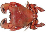spanner_crab spanner_crab