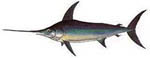 swordfish1 swordfish1