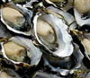 sydney_rock_oysters sydney_rock_oysters