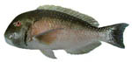 tusk_fish tusk_fish