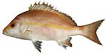 yellow_banded_snapper yellow_banded_snapper